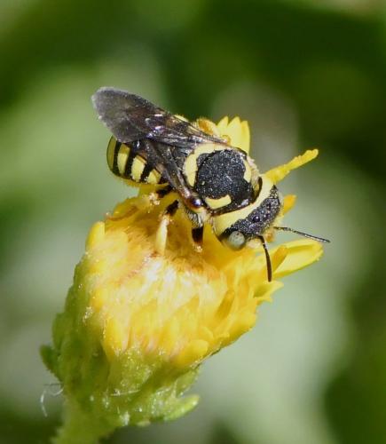 Réf. 239 790 : Pseudoanthidium scapulare